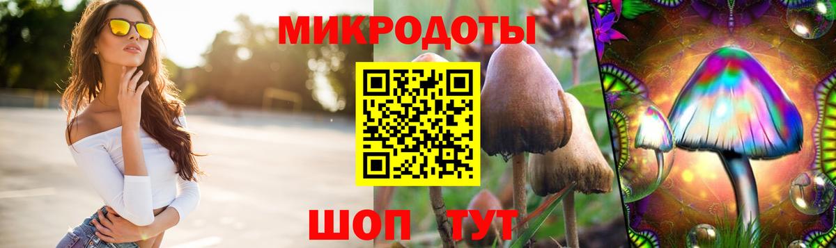 Псилоцибиновые грибы Cubensis Гатчина